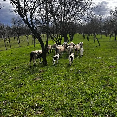 Casa Maramuresanului *